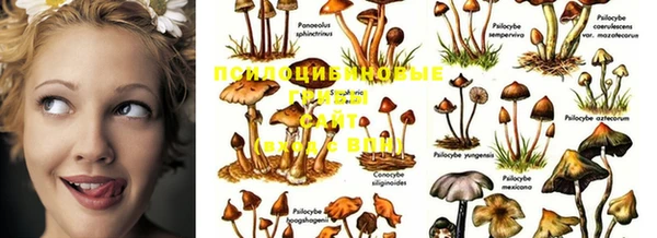 крисы Бугульма